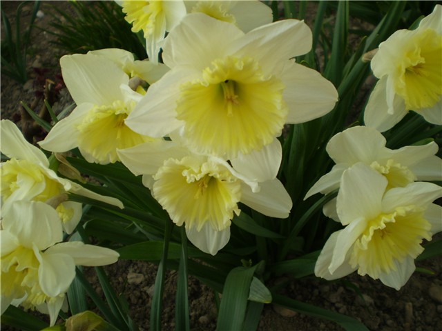 narcisi